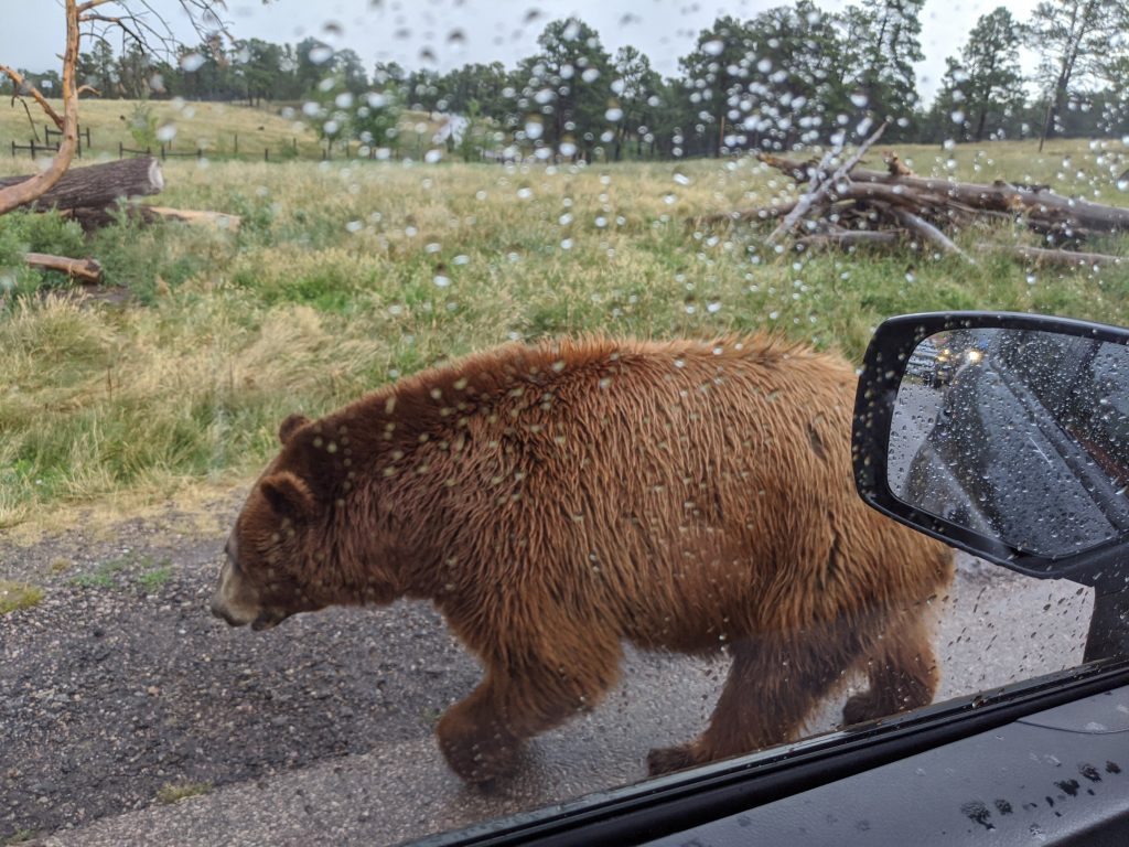 Bear Country, South Dakota