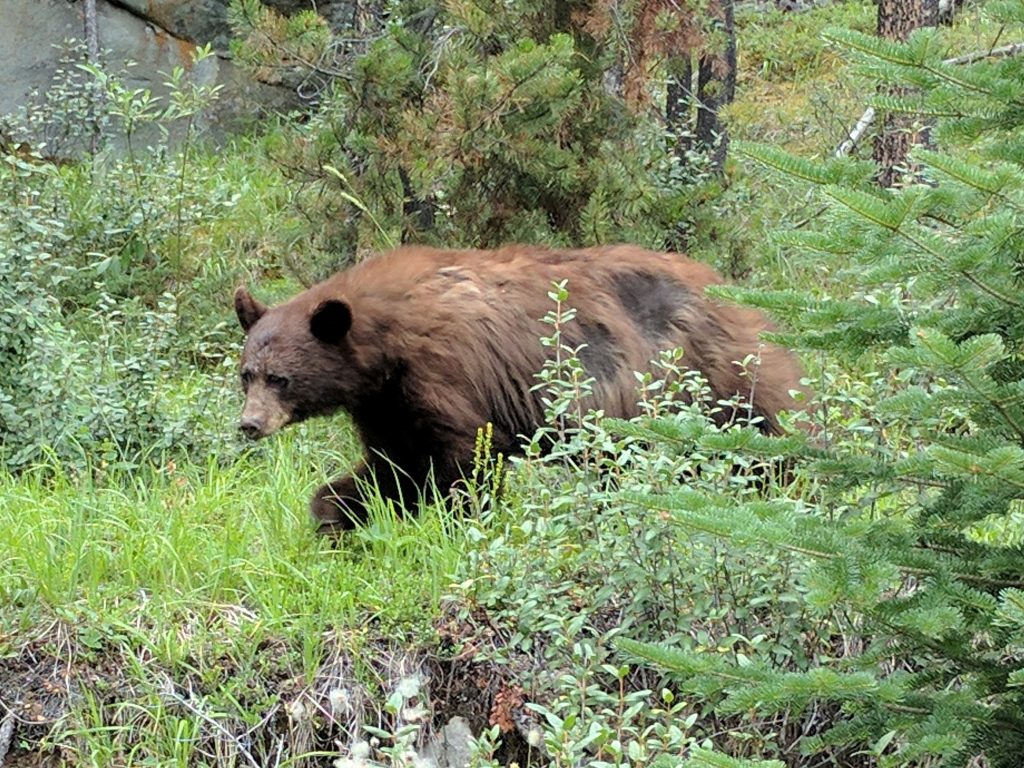 A bear in the Canadian Rockies