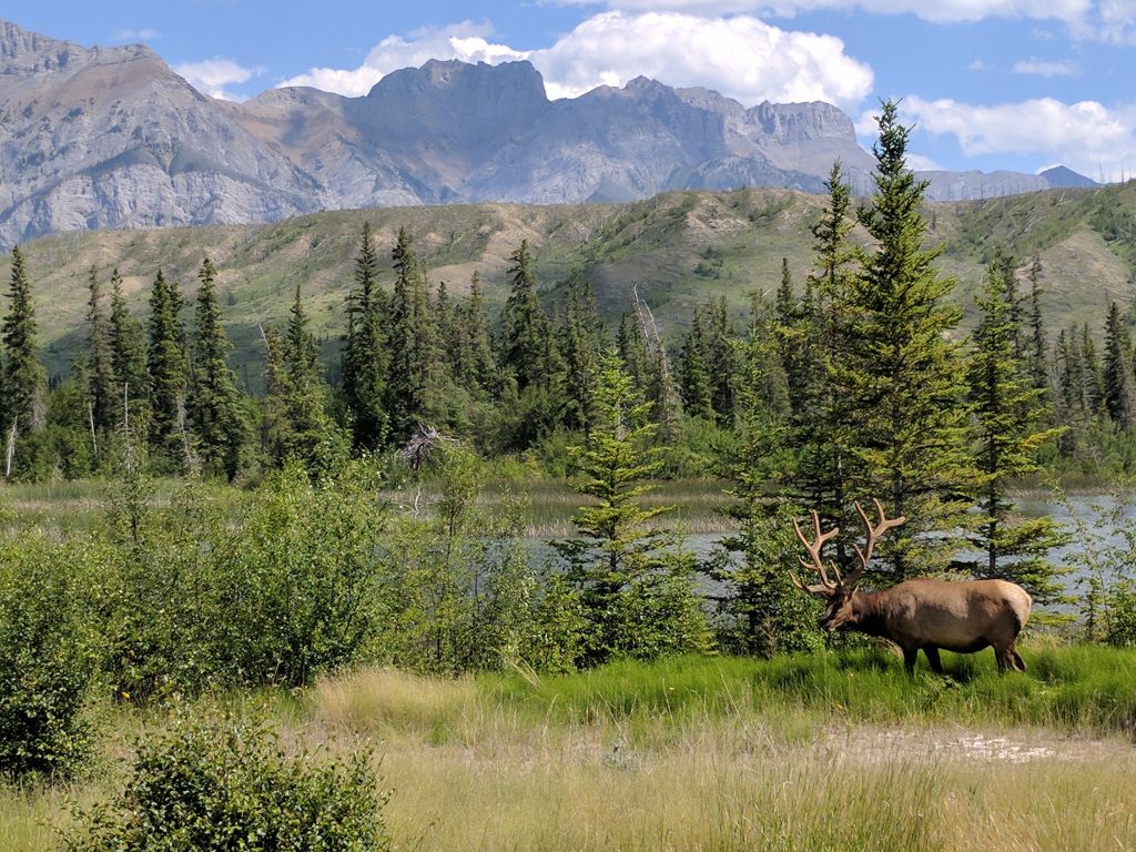An elk near a river with the Canadian Rockies in the background