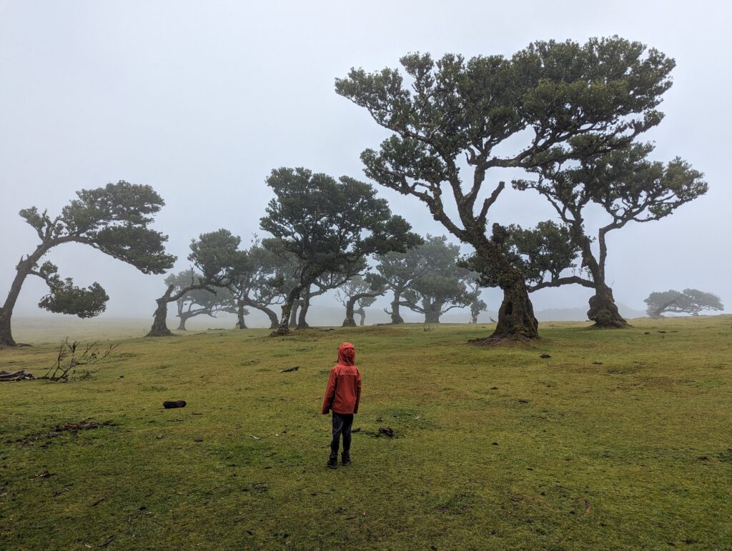 A boy walking in a foggy forest in Madeira