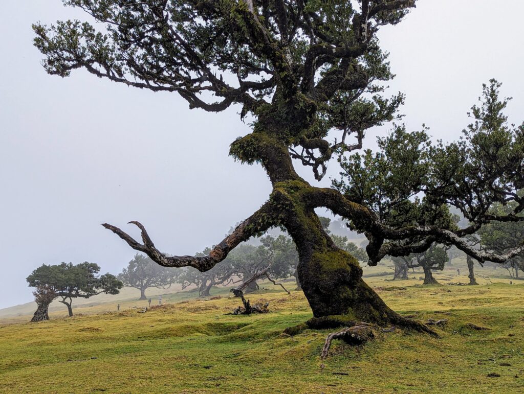 A spooky tree that looks like a person in Fanal Forest, Madeira