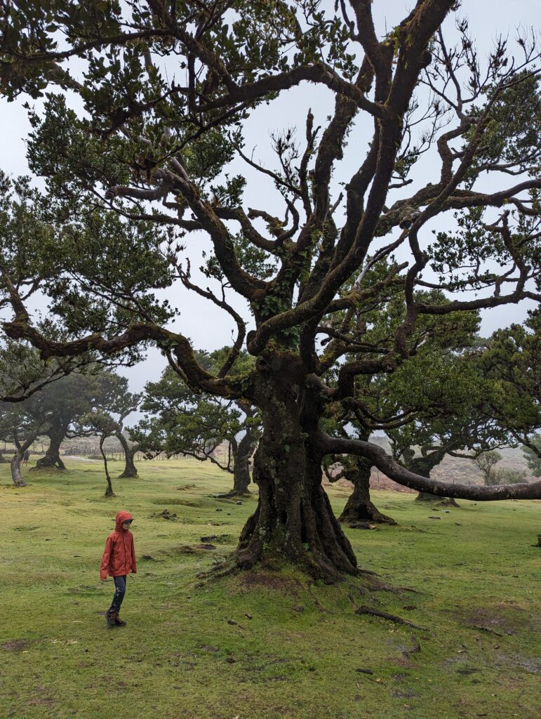 A boy walking next to a gnarled tree in Fanal Forest, Madeira