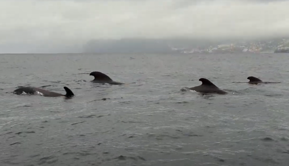 Several dolphin fins sticking out of the water on a very cloudy day on Madeira