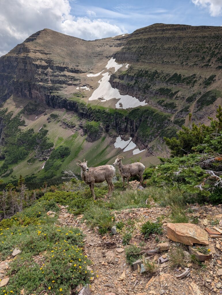 Two mountain goats with mountain peaks behind them