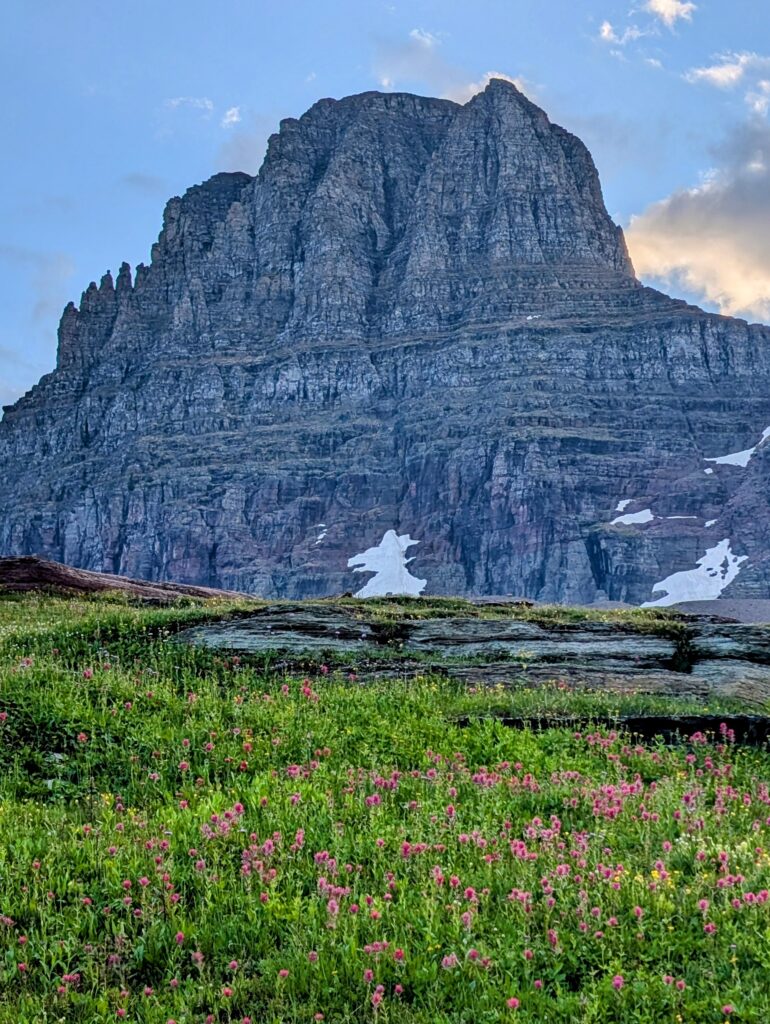 Pink wildfires surrounded by greenery in the foreground of a towering mountain at Logan Pass