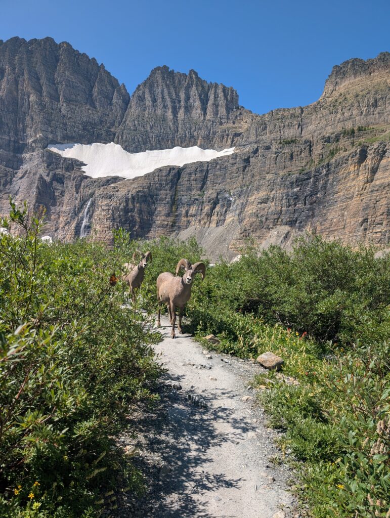 Bighorn sheep walking down a stone path with mountains in the background