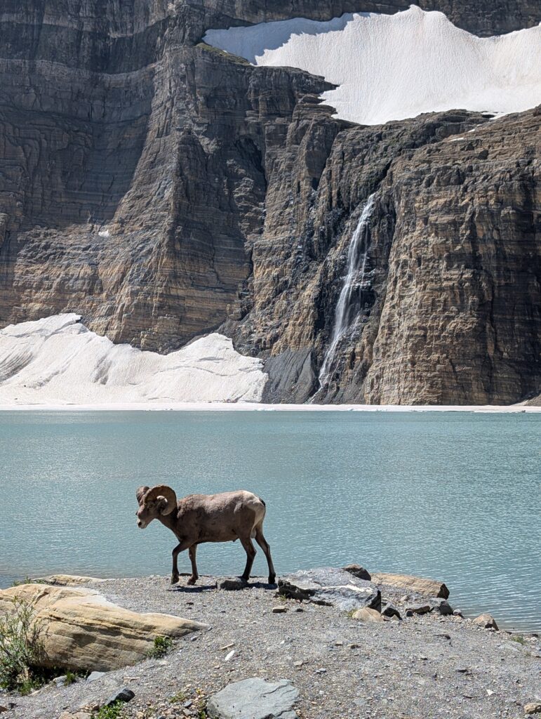 A bighorn sheep at water's edge with a waterfall and small glacier in the background