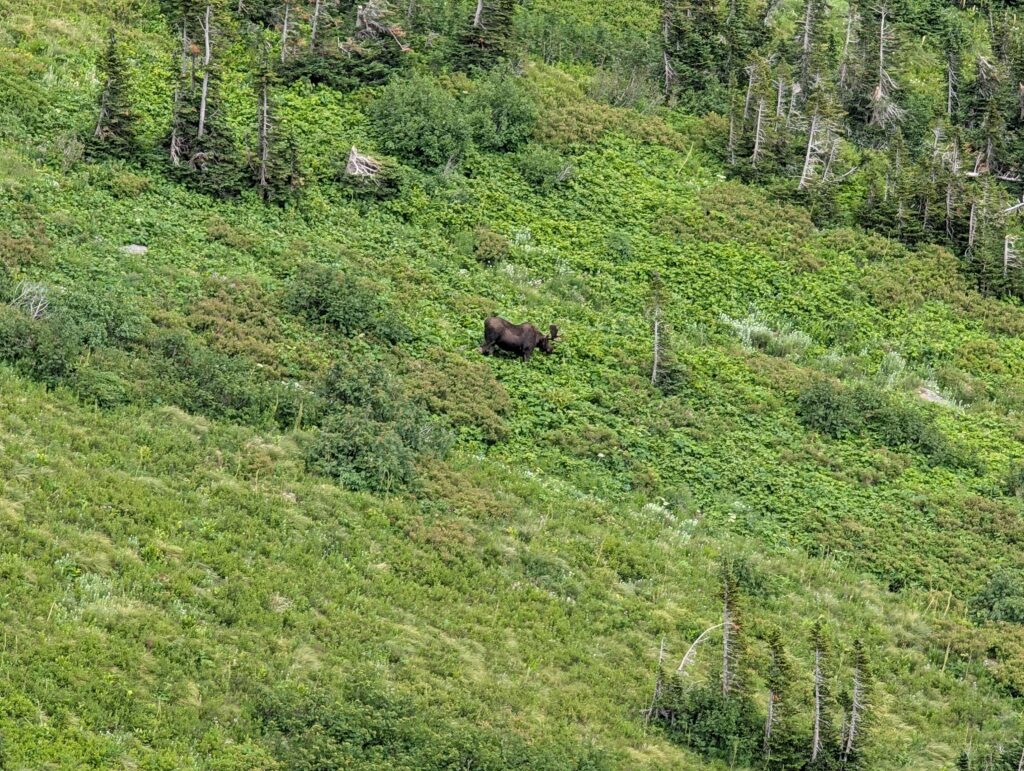 A far-away view of moose wandering through a patch of grass and low shrubs