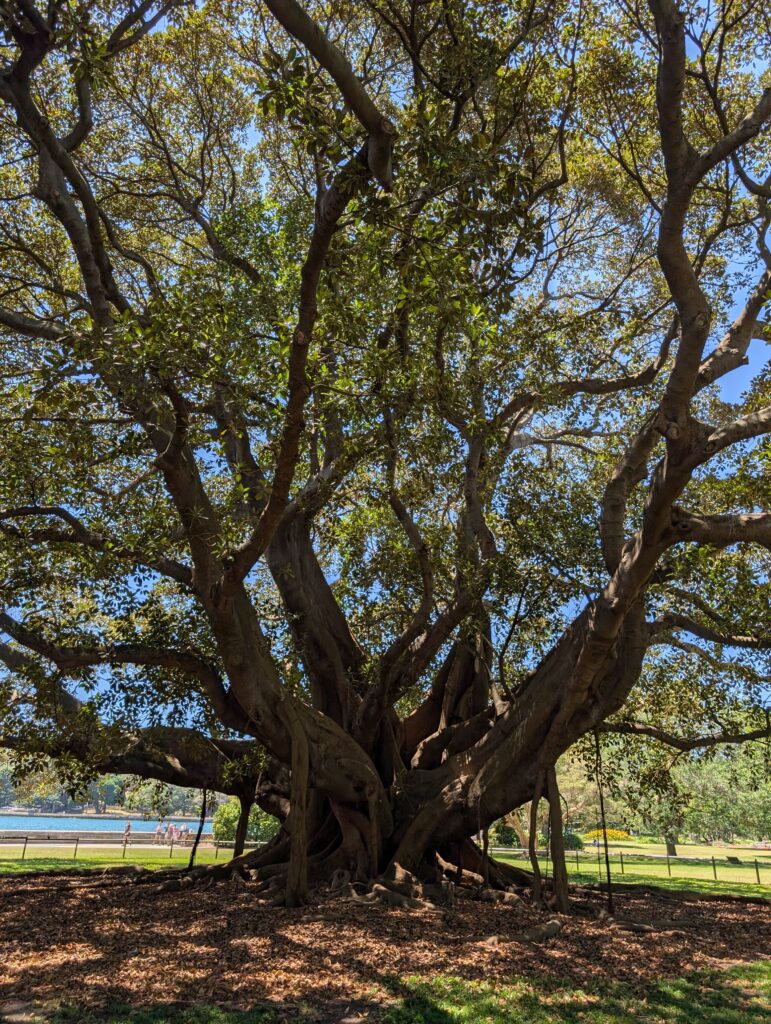 A twisted, gnarly tree