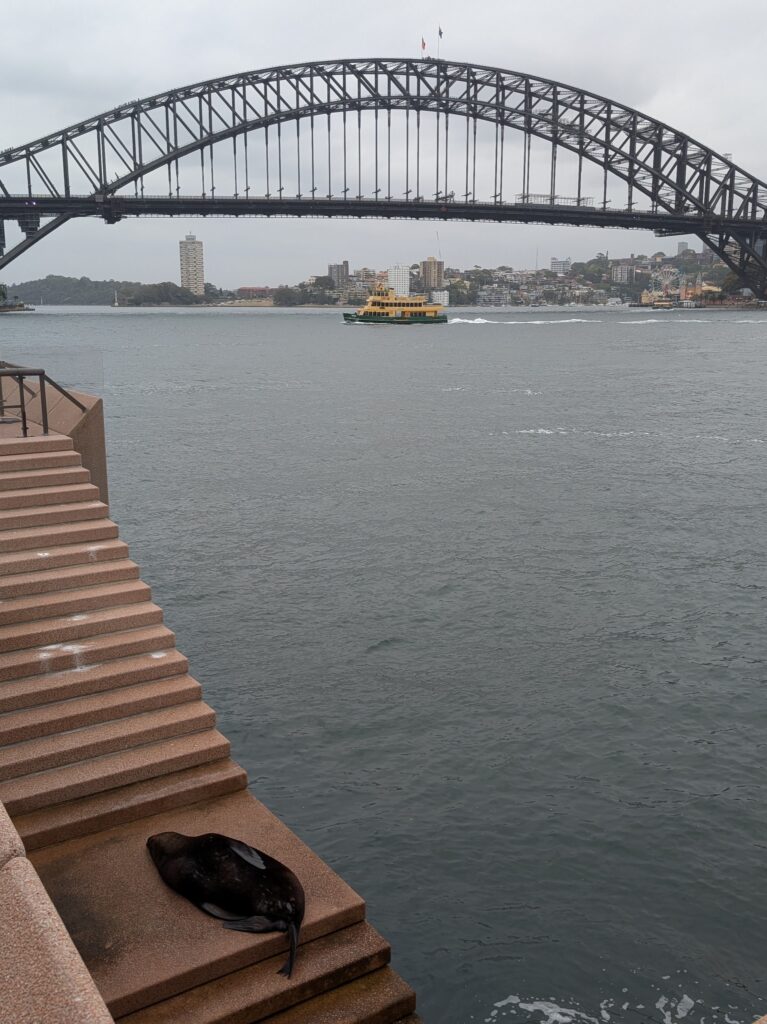 A seal resting on a concrete platform with the Sydney Harbour Bridge in the background