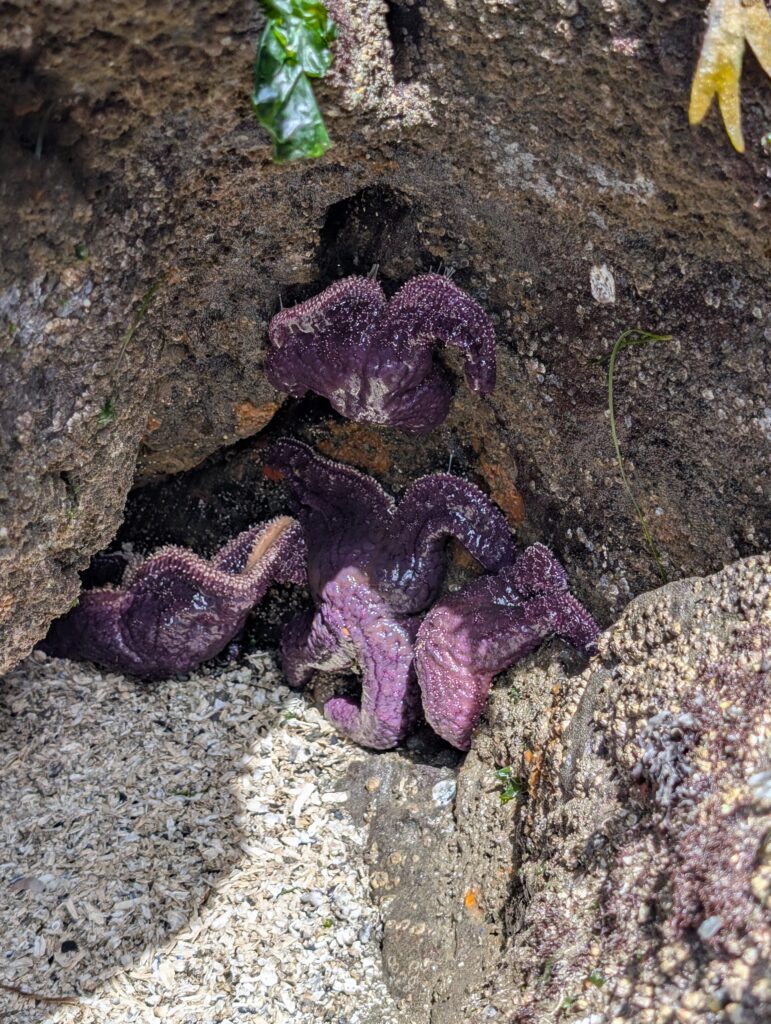 Purple starfish clinging to rocks