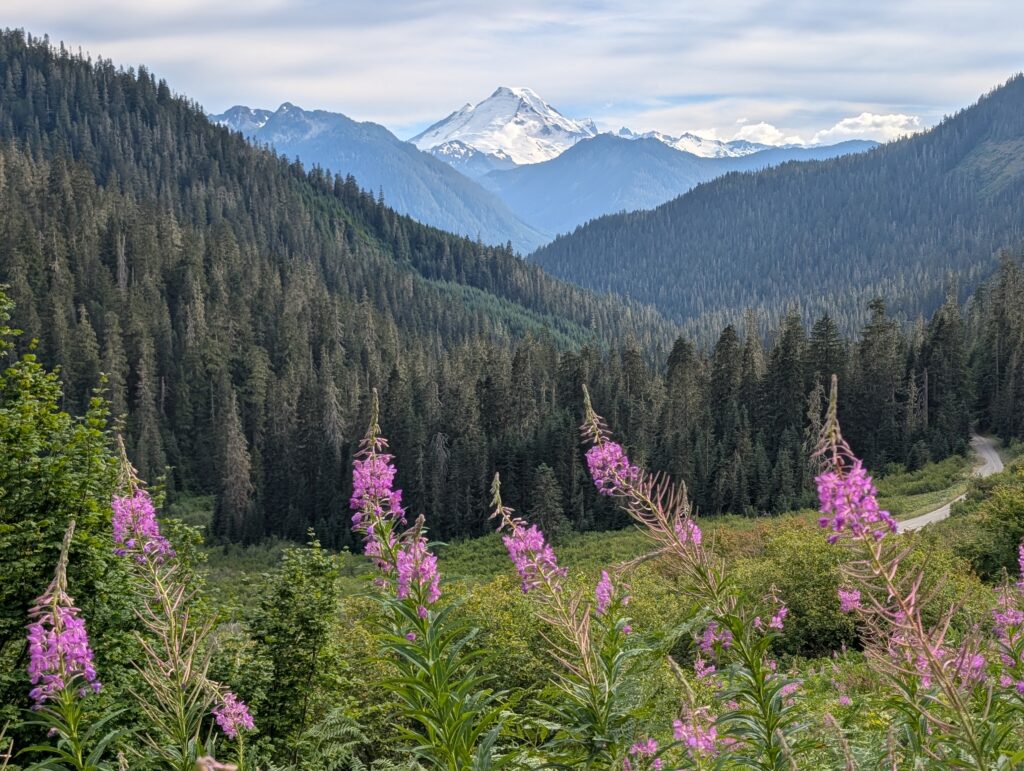 A snow-covered mountain in the distance with trees and wispy pink flowers in the foreground