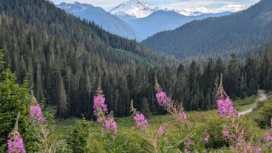 A snow-covered mountain in the distance with trees and wispy pink flowers in the foreground