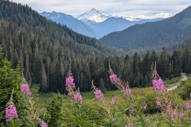 A snow-covered mountain in the distance with trees and wispy pink flowers in the foreground